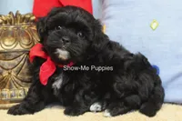 Eddie, a male Maltipoo for sale in West Plains, MO – 5 of 10