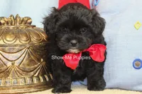 Eddie, a male Maltipoo for sale in West Plains, MO – 3 of 10
