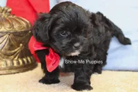 Eddie, a male Maltipoo for sale in West Plains, MO – 8 of 10