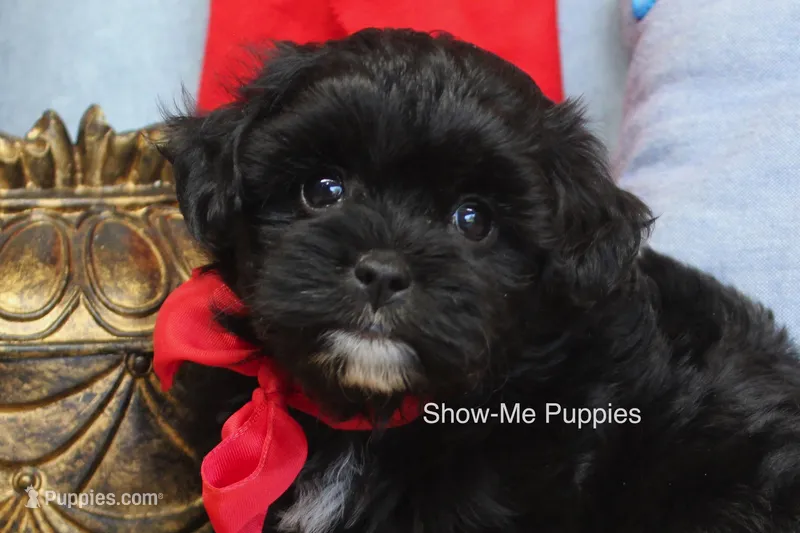 Eddie – Maltipoo puppy for sale in West Plains, MO