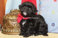 Eddie, a male Maltipoo for sale in West Plains, MO – 2 of 10