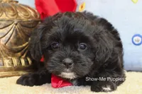 Eddie, a male Maltipoo for sale in West Plains, MO – 6 of 10