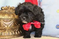 Eddie, a male Maltipoo for sale in West Plains, MO – 7 of 10
