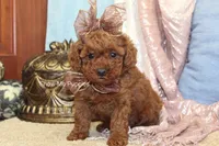Jewel, a female Poodle - Toy  for sale in West Plains, MO – Photo 3 of 9