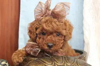 Jewel, a female Poodle - Toy  for sale in West Plains, MO – Photo 1 of 9