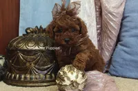 Jewel, a female Poodle - Toy  for sale in West Plains, MO – Photo 8 of 9