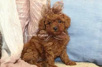 Jewel, a female Poodle - Toy  for sale in West Plains, MO – Photo 9 of 9