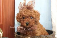 Jewel, a female Poodle - Toy  for sale in West Plains, MO – Photo 5 of 9