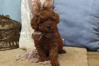 Jewel, a female Poodle - Toy  for sale in West Plains, MO – Photo 6 of 9