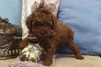 Jewel, a female Poodle - Toy  for sale in West Plains, MO – Photo 4 of 9