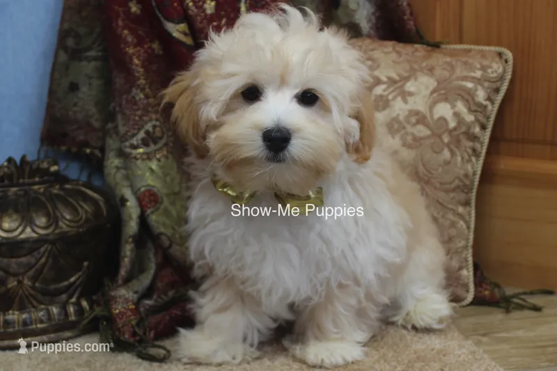 Connor – Maltipoo puppy for sale in West Plains, MO