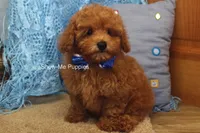 Karter, a male Poodle - Toy  for sale in West Plains, MO – 9 of 10