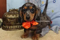Joshua, a male Miniature Dachshund for sale in West Plains, MO – 1 of 10