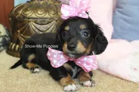 Lexi, a female Miniature Dachshund for sale in West Plains, MO – 7 of 8