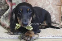 Luther, a male Miniature Dachshund for sale in West Plains, MO – 3 of 9