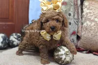 Kiley, a female Poodle - Toy  for sale in West Plains, MO – 1 of 8