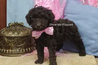 Maisie, a female Poodle - Miniature  for sale in West Plains, MO – 9 of 9