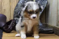 Tammi, a female Miniature Australian Shepherd and Toy Australian Shepherd for sale in West Plains, MO – 6 of 10
