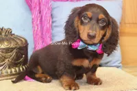 Fynlee, a female Miniature Dachshund for sale in West Plains, MO – 2 of 10