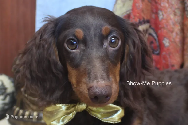 Franky – Miniature Dachshund puppy for sale in West Plains, MO