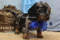 Newt, a male Miniature Dachshund for sale in West Plains, MO – 4 of 8