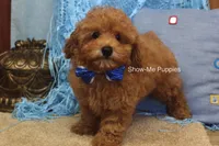 Karter, a male Poodle - Toy  for sale in West Plains, MO – 2 of 10