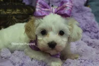 Marshie, a female Maltipoo for sale in West Plains, MO – 8 of 10