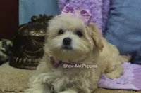Ella Mae, a female Maltipoo for sale in West Plains, MO – 2 of 10