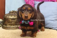 Fynlee, a female Miniature Dachshund for sale in West Plains, MO – 3 of 10