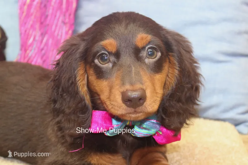 Fynlee – Miniature Dachshund puppy for sale in West Plains, MO