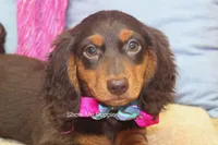 Fynlee, a female Miniature Dachshund for sale in West Plains, MO – 1 of 10