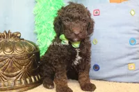 Marshal, a male Poodle - Miniature  for sale in West Plains, MO – 4 of 9