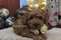 Kiley, a female Poodle - Toy  for sale in West Plains, MO – 4 of 8