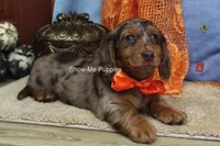 Derek, a male Miniature Dachshund for sale in West Plains, MO – 7 of 10