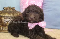 Maisie, a female Poodle - Miniature  for sale in West Plains, MO – 2 of 9