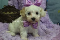 Marshie, a female Maltipoo for sale in West Plains, MO – 4 of 10