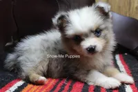 Teddy, a male Miniature Australian Shepherd and Toy Australian Shepherd for sale in West Plains, MO – 9 of 10