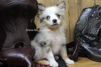 Teddy, a male Miniature Australian Shepherd and Toy Australian Shepherd for sale in West Plains, MO – 5 of 10