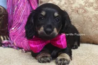 Izzie, a female Miniature Dachshund for sale in West Plains, MO – 6 of 10