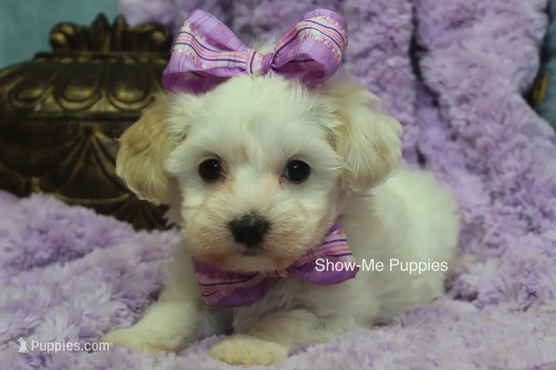 Marshie – Maltipoo puppy for sale in West Plains, MO