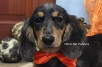Joseph, a male Miniature Dachshund for sale in West Plains, MO – 2 of 10