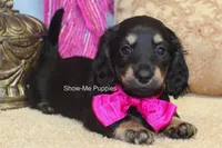 Izzie, a female Miniature Dachshund for sale in West Plains, MO – 5 of 10