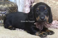 Nevea, a female Miniature Dachshund for sale in West Plains, MO – 7 of 10