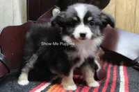 Tina, a female Miniature Australian Shepherd and Toy Australian Shepherd for sale in West Plains, MO – 8 of 10