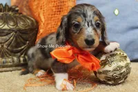 Levi, a male Miniature Dachshund for sale in West Plains, MO – 7 of 10