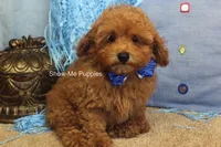 Karter, a male Poodle - Toy  for sale in West Plains, MO – 3 of 10