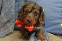 Derek, a male Miniature Dachshund for sale in West Plains, MO – 4 of 8