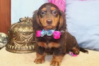 Fynlee, a female Miniature Dachshund for sale in West Plains, MO – 9 of 10