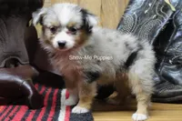 Tammi, a female Miniature Australian Shepherd and Toy Australian Shepherd for sale in West Plains, MO – 10 of 10