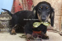 Luther, a male Miniature Dachshund for sale in West Plains, MO – 8 of 9